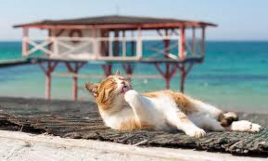 Переносим жару легко вместе с Биоцентром⛱